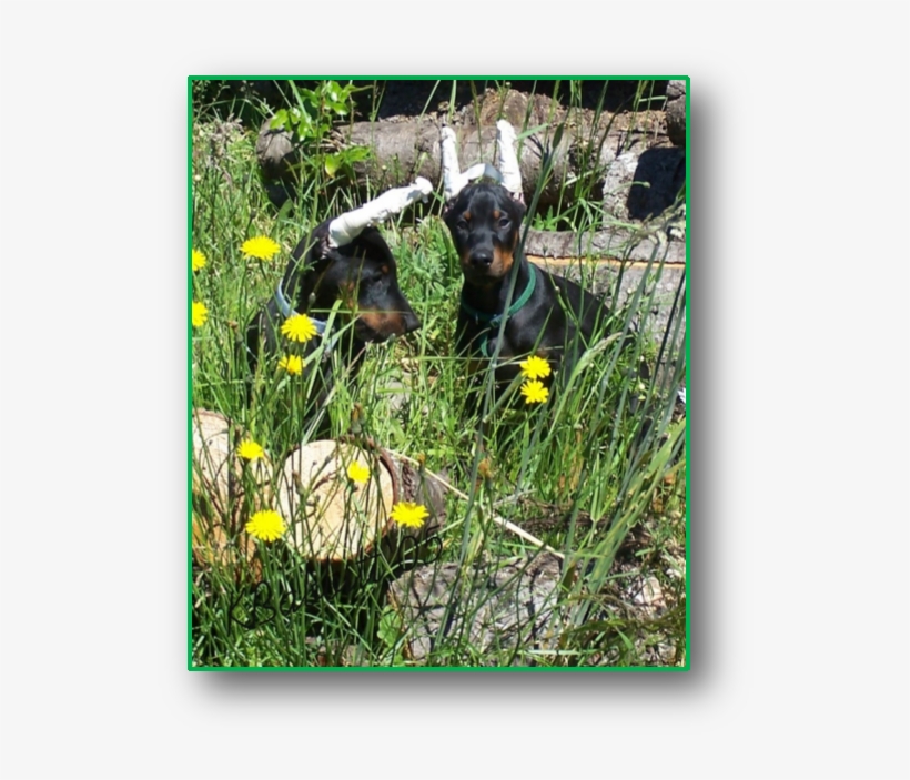 Jaxon-pup - Dobermann, transparent png