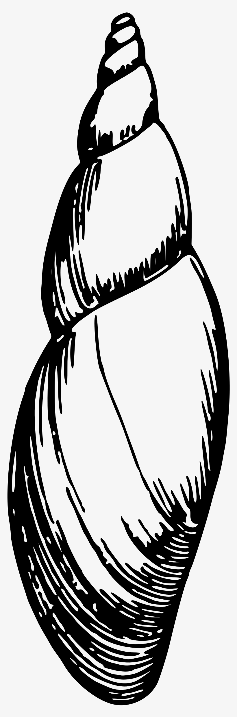 This Free Icons Png Design Of Sea Shell 16, transparent png