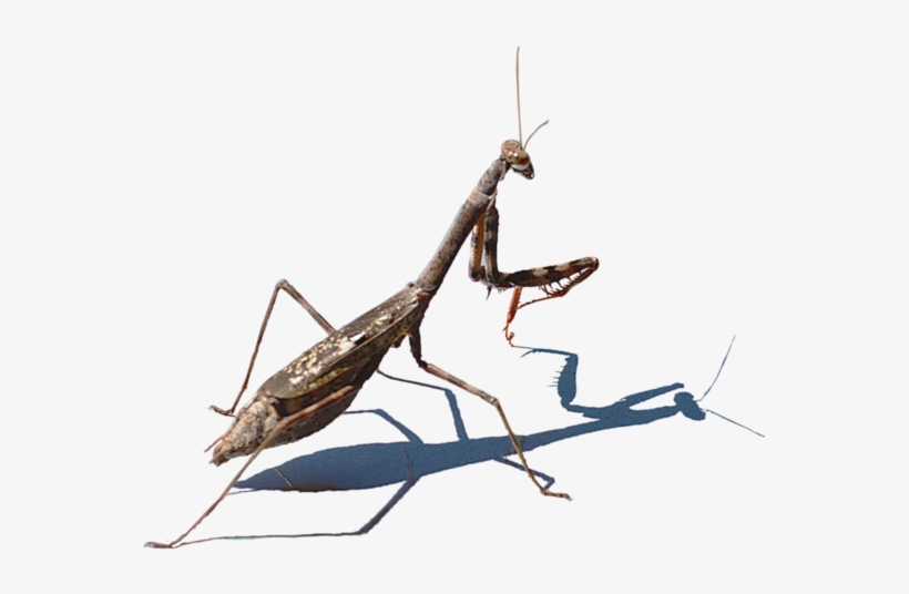 Mantis Png, Download Png Image With Transparent Background, - Mantidae, transparent png