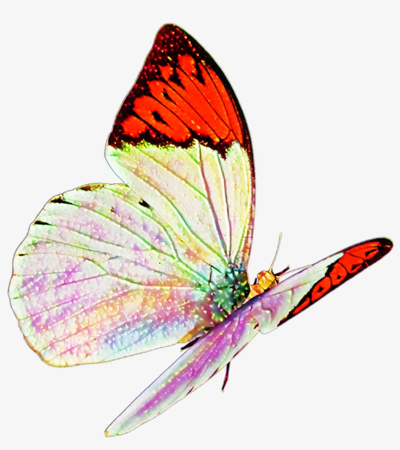 Butterfly Real Nature Flying Sticker Mislen Png Flying, transparent png