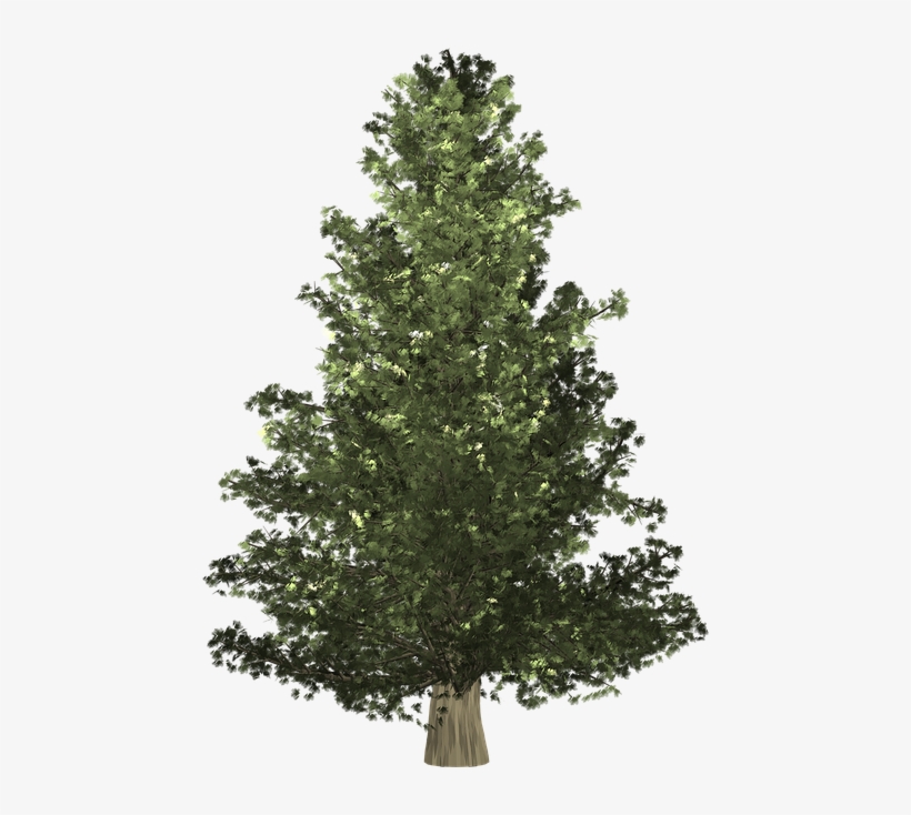 Abeto De Navidad Png, transparent png