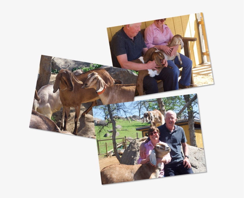 We Take Pride In Our Meticulous Process Of Making The - Working Animal, transparent png