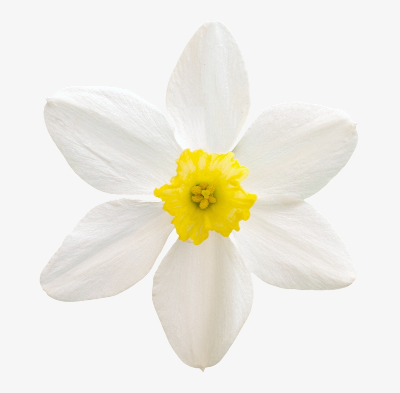 Vegetation Daffodil 01 - Rain Lily, transparent png