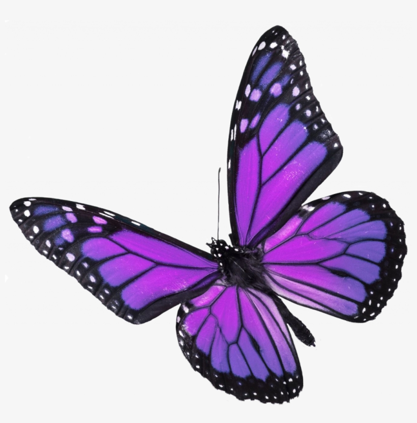 Simple Real Pictures Of Butterflies Popular Butterfly - Blue Green Monarch Butterfly, transparent png