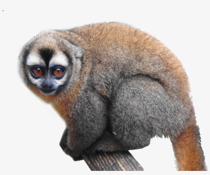 Species Fact File - Mono Nocturno, transparent png