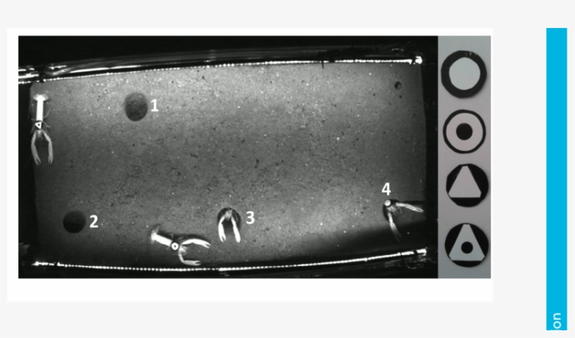 A Frame Of The Videos Used To Film The Behavioural - Monochrome, transparent png