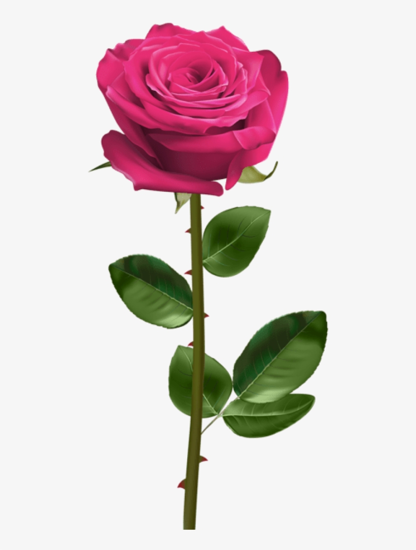Free Png Download Pink Rose With Stem Png Images Background Red Rose