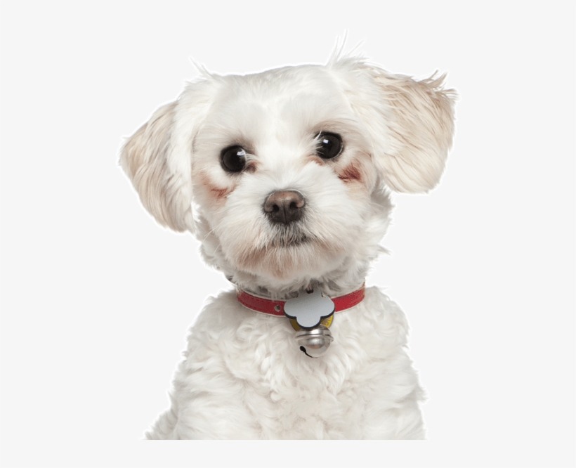 Maltese Cross Breeds - Tube Chien Habillé Png Pour Creation, transparent png