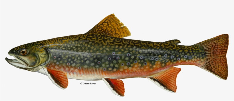 Brook Trout, transparent png