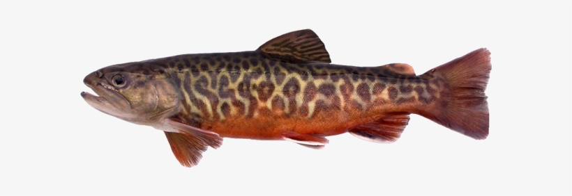 Tiger Trout - Tiger Trout Manitoba, transparent png