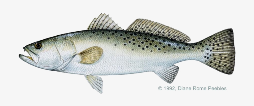Igfa Annual Fishing Contest Graphic Black And White - Spotted Sea Trout Clipart, transparent png