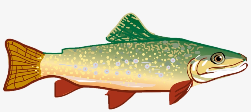 Clip Art Free Vector Graphic Free Library - Trout Clipart, transparent png