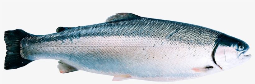 Fjord Trout, transparent png