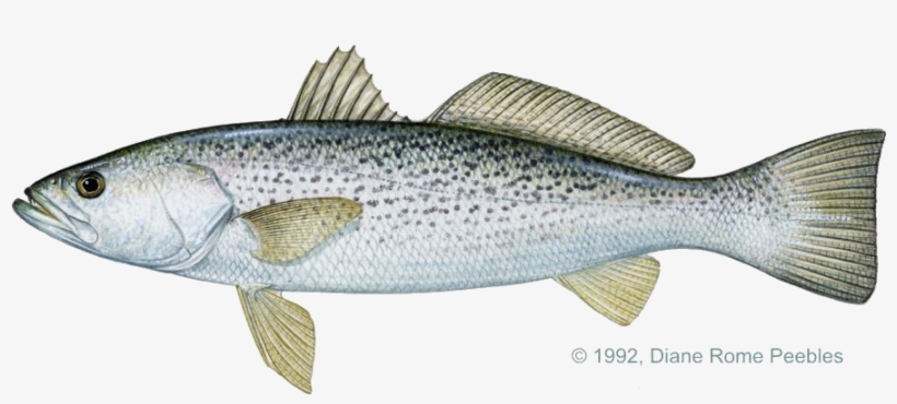 Sciaenidae Family - Weakfish Vs Sea Trout, transparent png