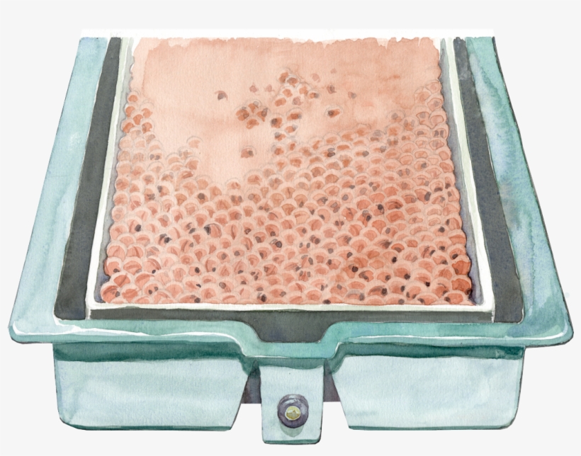 Art For Wild Fish Conservancy Animated Psa - Insect, transparent png