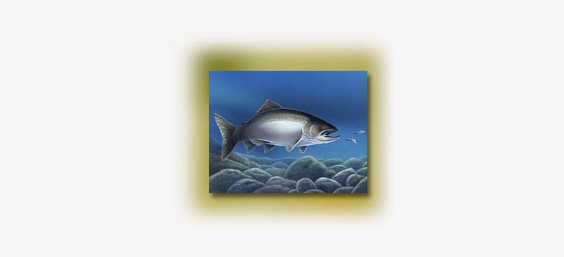 Gamefish Art - Trout, transparent png