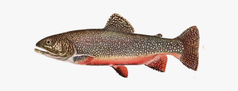 Brook Trout, transparent png