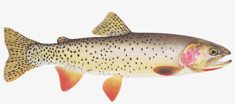 Sign Up For Season - Cutthroat Trout, transparent png
