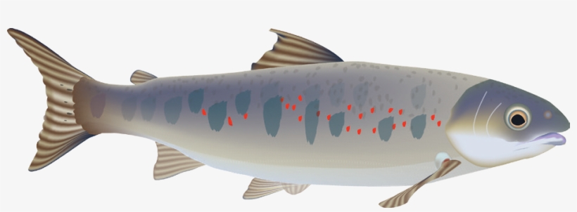 A'qatikwet Plamu - Lunge, transparent png