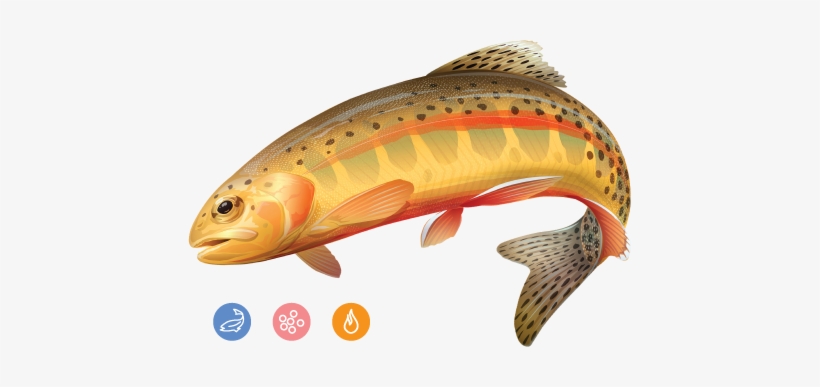Trout - Golden Trout, transparent png
