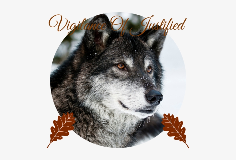 668152 Photo Of Wolf Face - Beautiful Grey Wolf Pillow Case, transparent png