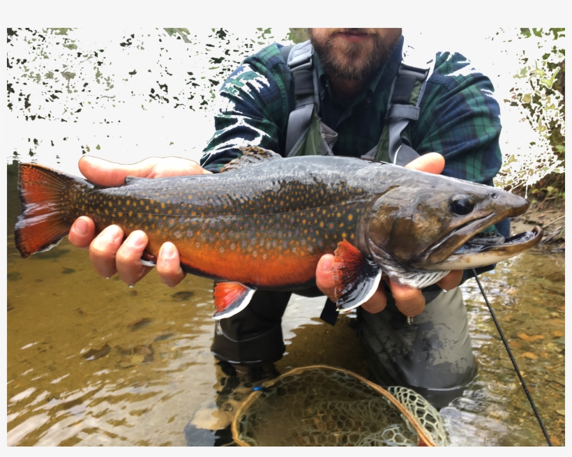Brookie 2 - Pull Fish Out Of Water, transparent png