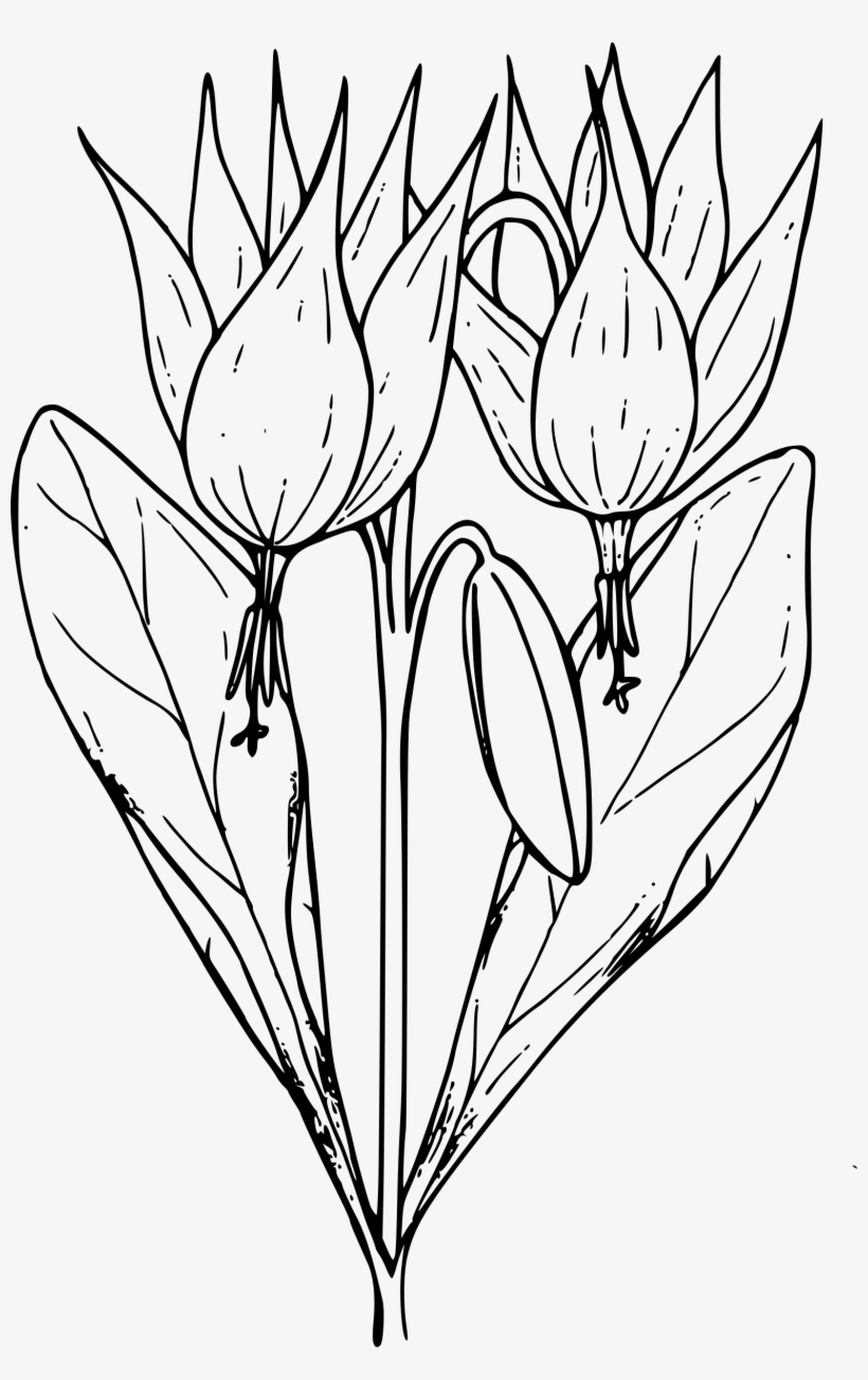 This Free Icons Png Design Of Trout Lily, transparent png