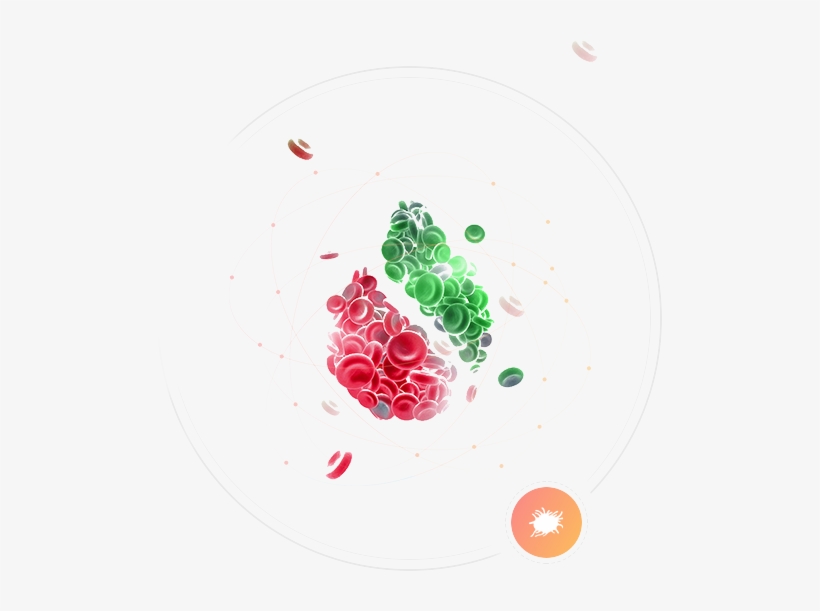 Gene Detection Of Cardiovascular Disease - Web Design, transparent png