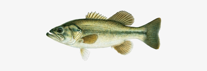 Largemouth Bass, transparent png