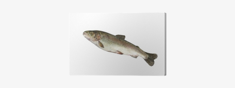 Stock Photography, transparent png