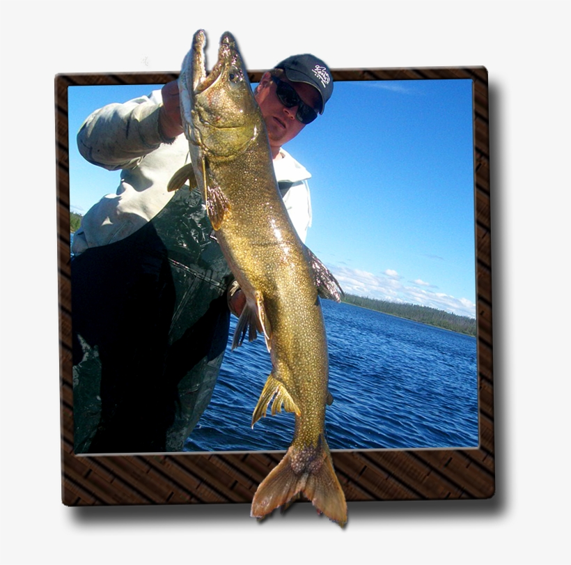 Ontario Lake Trout Fishing - Ontario, transparent png
