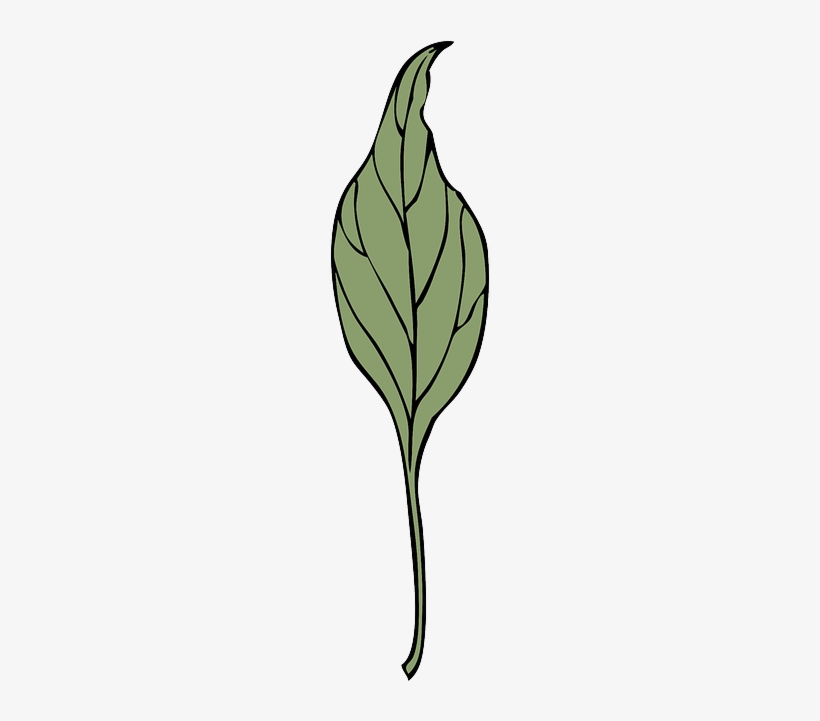 Leaf, Plant, Vine, Ivy, Vegetation, Herb, Drugs - Leaf, transparent png