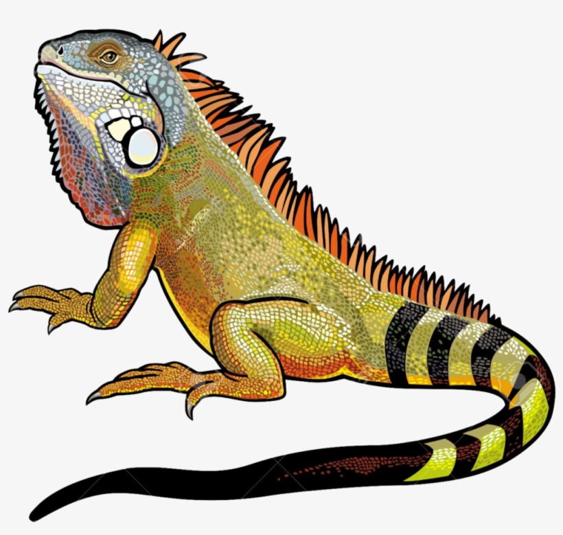 Download Amazing High-quality Latest Png Images Transparent - Iguana Png, transparent png