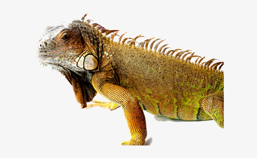 Iguana Png Picture - Iguana Transparent, transparent png