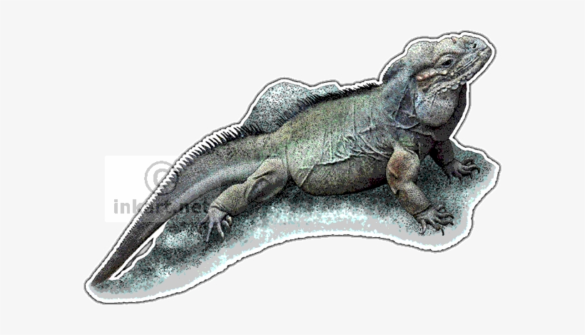 Rhinoceros Iguana - Rhinoceros Iguana Large Mug, transparent png