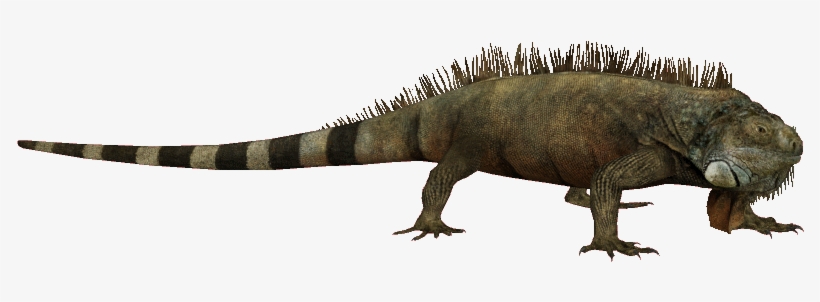Green Iguana Os - Green Iguana Zt2, transparent png