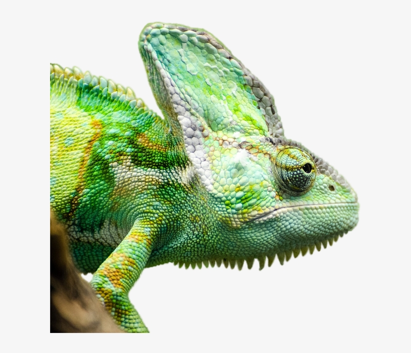 Iguana Png Transparent Picture - Reptils Png, transparent png