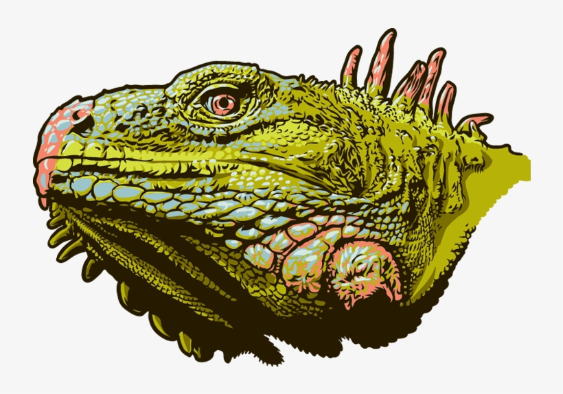 Illustration - Green Iguana, transparent png