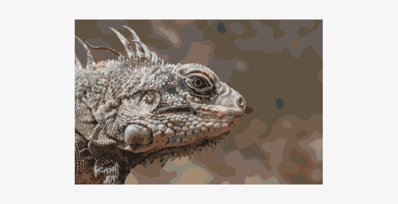 Reptile Eastern Collared Lizard Green Iguana Black - Common Iguanas, transparent png