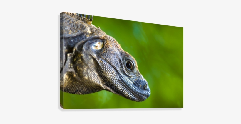 Lizard Canvas Print - Posterazzi Lizard (squamata) Posterprint 17.00 X 11.00, transparent png