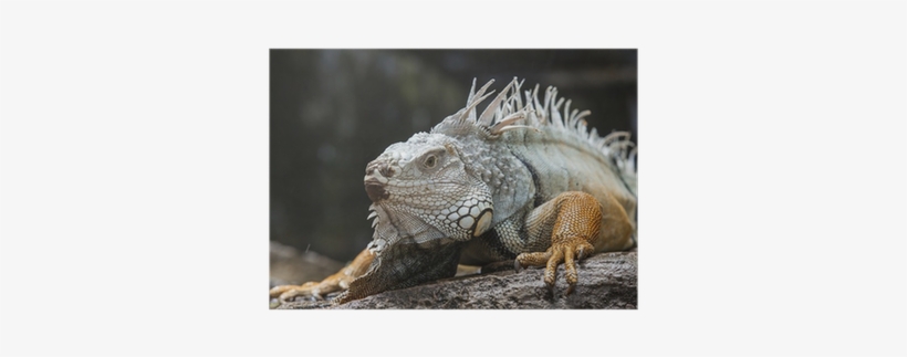 Stock Photography, transparent png