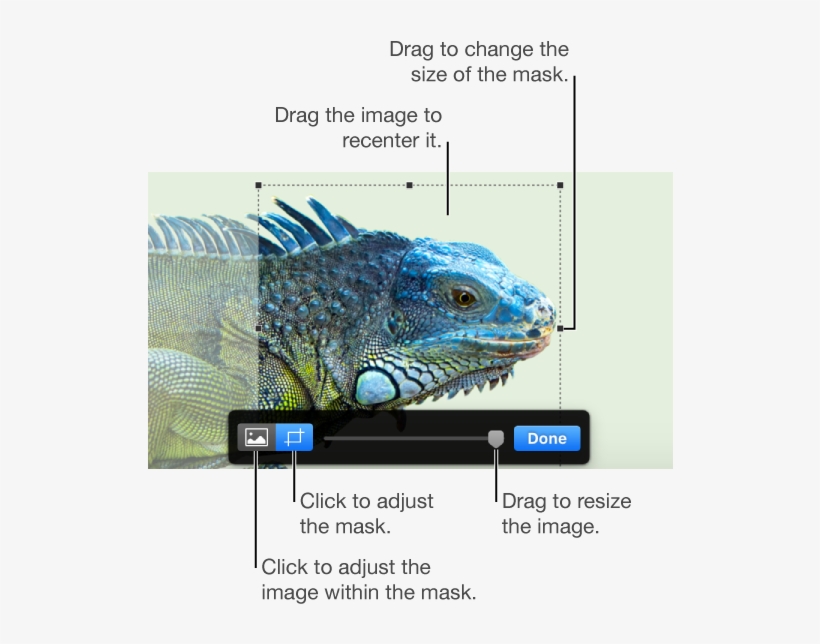 The Mask Controls Over A Photo - Iguana, transparent png
