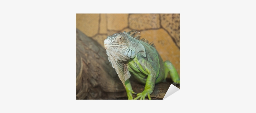 Green Iguana, transparent png