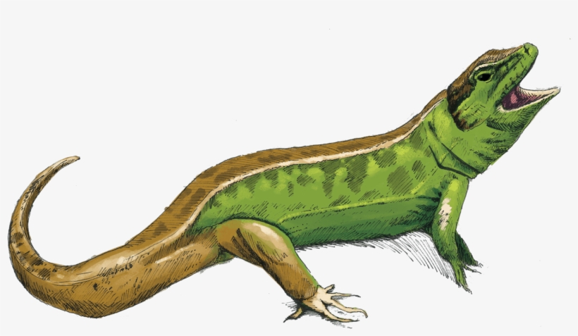 Uk Safari - Safari, transparent png