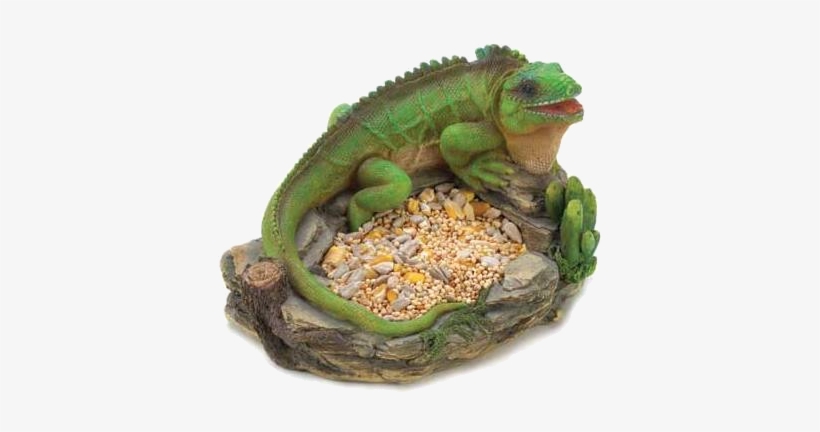 Lucia Man Has Been Charged For Killing And Consuming - Green Iguana, transparent png