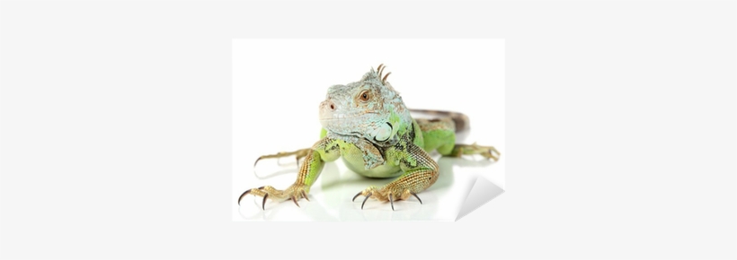 Green Iguana, transparent png