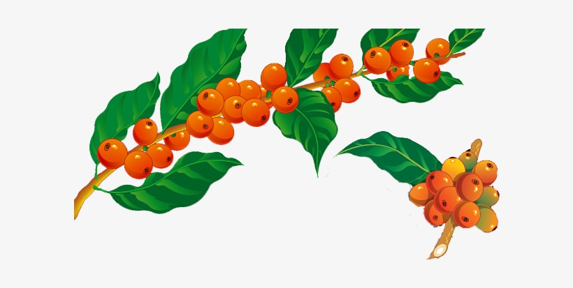Futbol, Bouquets - Ramo De Cafe Png, transparent png