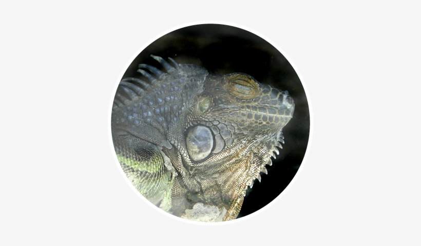 Green Iguana, transparent png