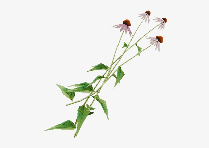 Cone Flower Png, transparent png