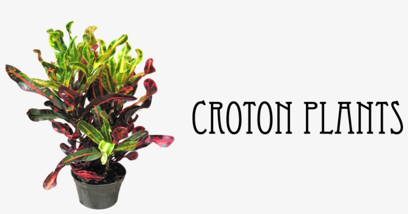 Flowering Plants - Hirt's Gardens Mamey Croton - 6" Pot - Colorful House, transparent png